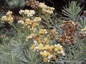 Edelweiss Gunung Papandayan